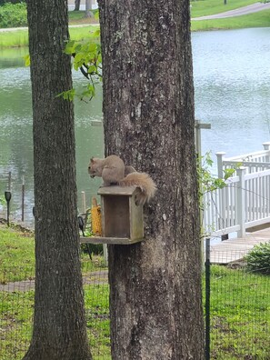 Property grounds - Lake Front Sleeps 4. Close to Waterfalls, Parks, Golf, Fishing & Dog Friendly.  (Crossville)