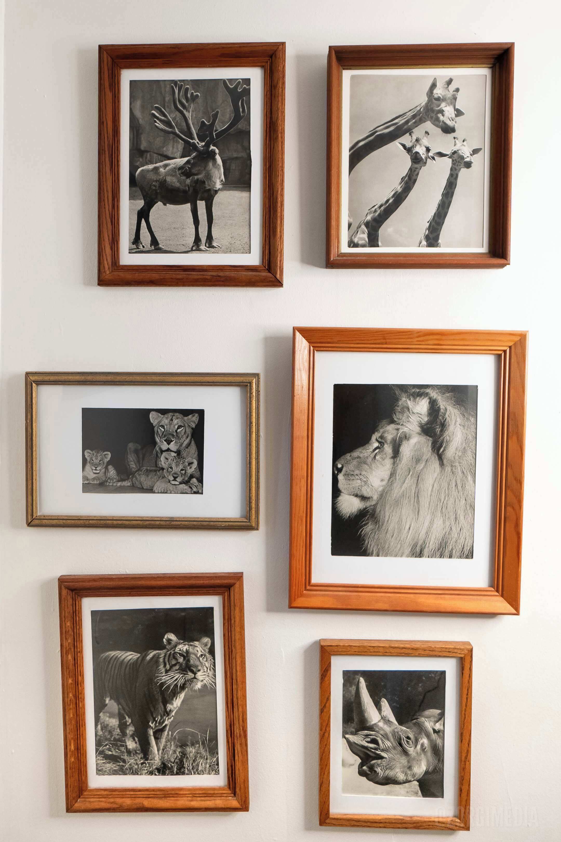 Six framed animal photographs on a wall.