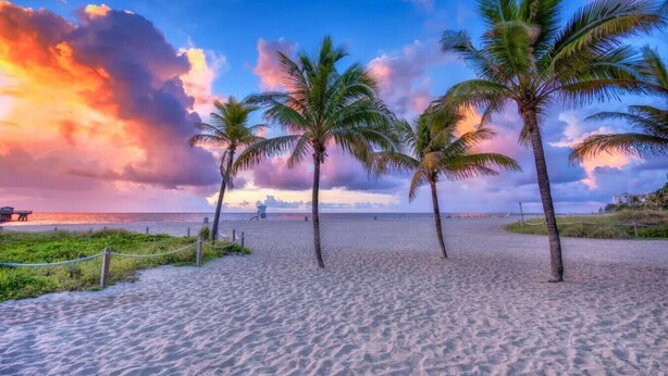 A beach with palm trees and a wooden walkway.