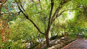 A brick pathway leading through a lush garden with trees and a small water feature. - Beautiful Downtown Home (Nevada City)