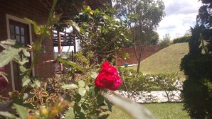 Un jardín con una rosa roja, muros de ladrillo y una pérgola de madera.