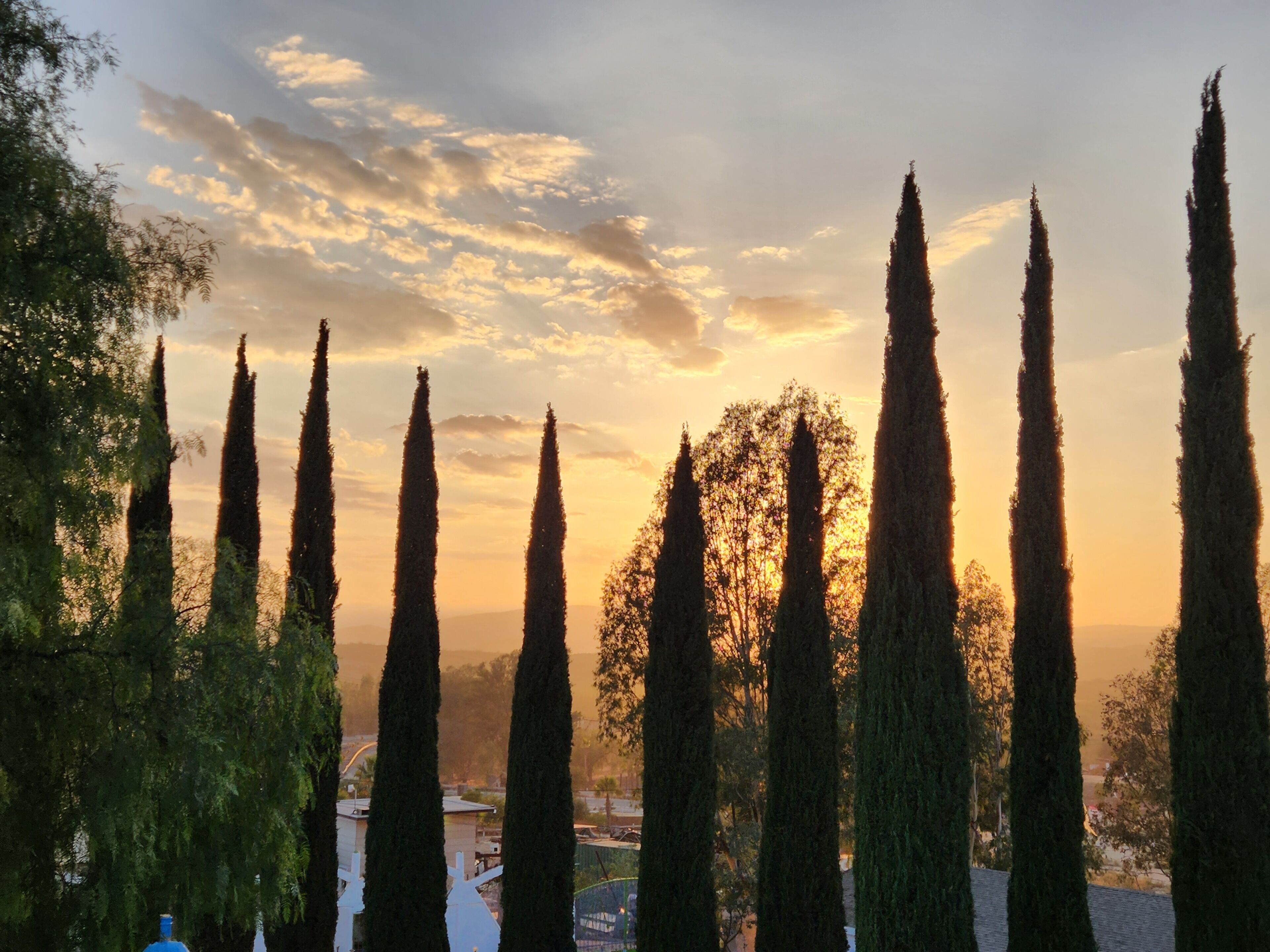 Una hilera de árboles altos y delgados contra un cielo al atardecer.