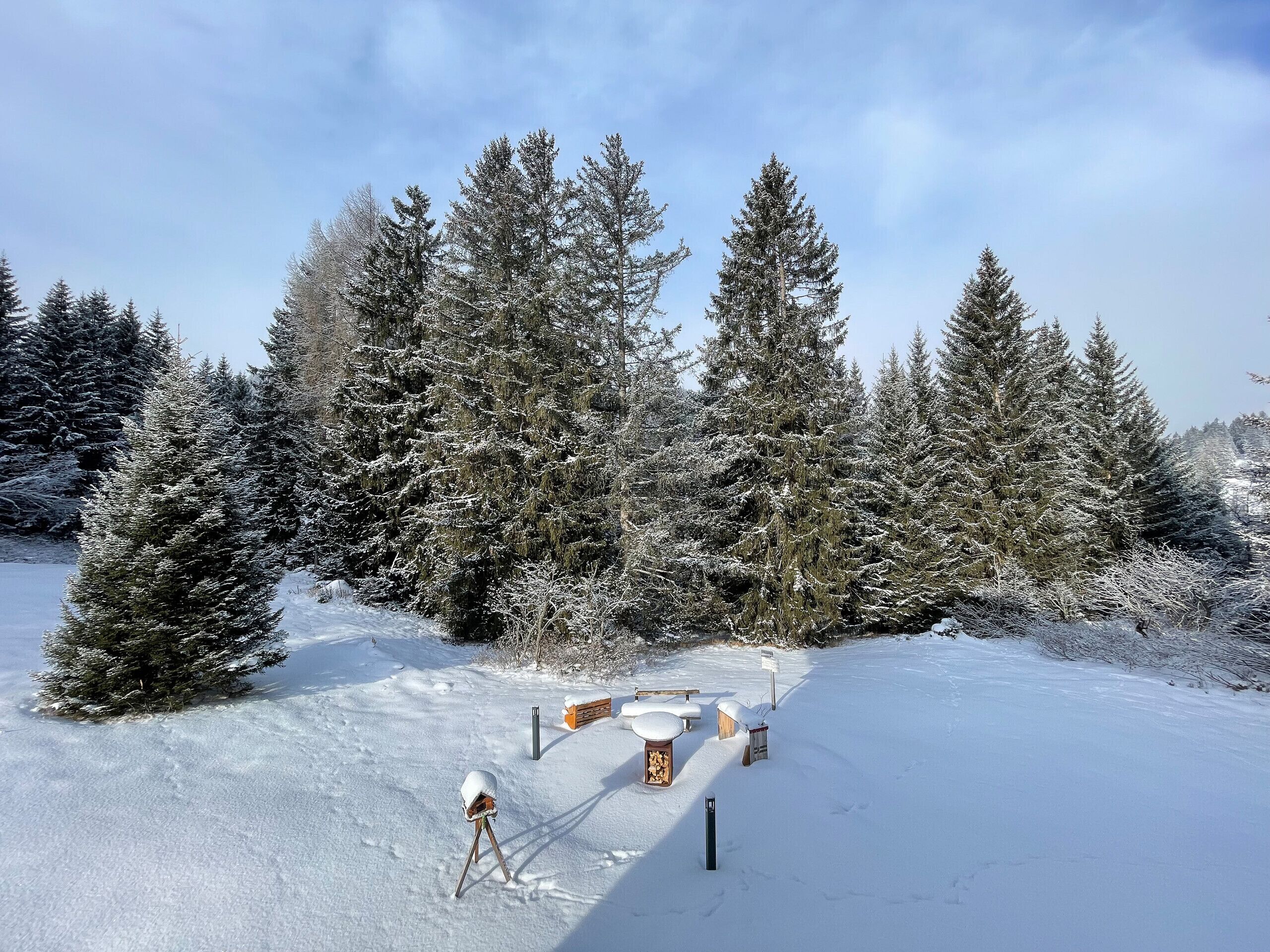 Un paysage enneigé avec des arbres à feuilles persistantes et un banc en bois au premier plan.