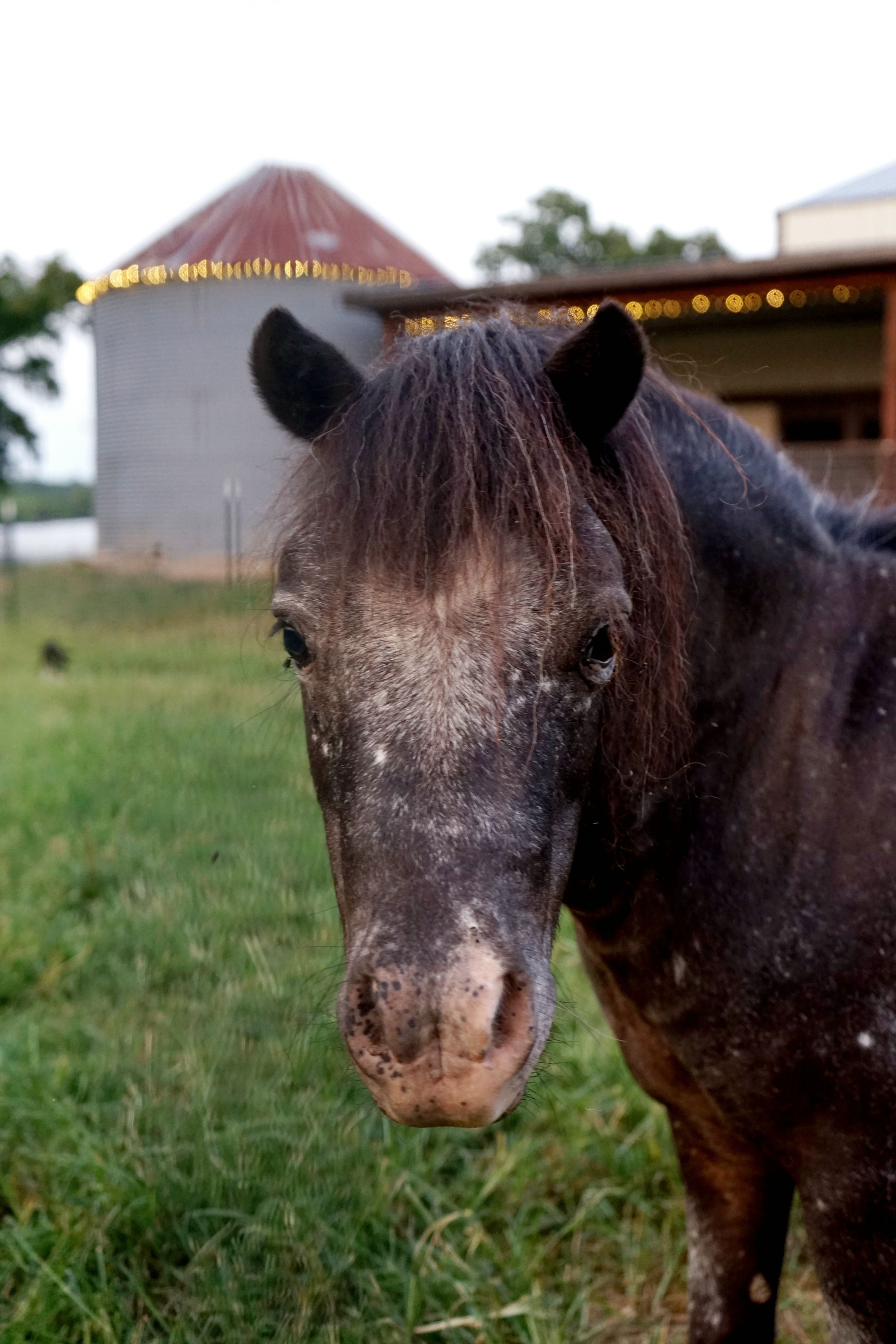 A horse in a grassy field with a building in the background.
