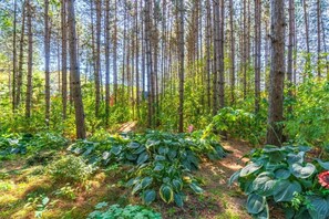 A forested area with tall trees and a variety of green plants. - Jünkerath Romantic Garden Stay (Jünkerath)