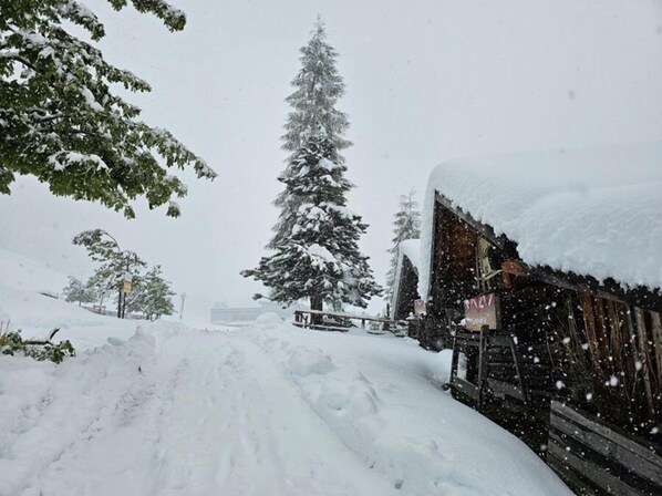 Une rue enneigée, avec un bâtiment en bois sur la droite, un grand arbre à feuilles persistantes au centre et une route recouverte de neige.