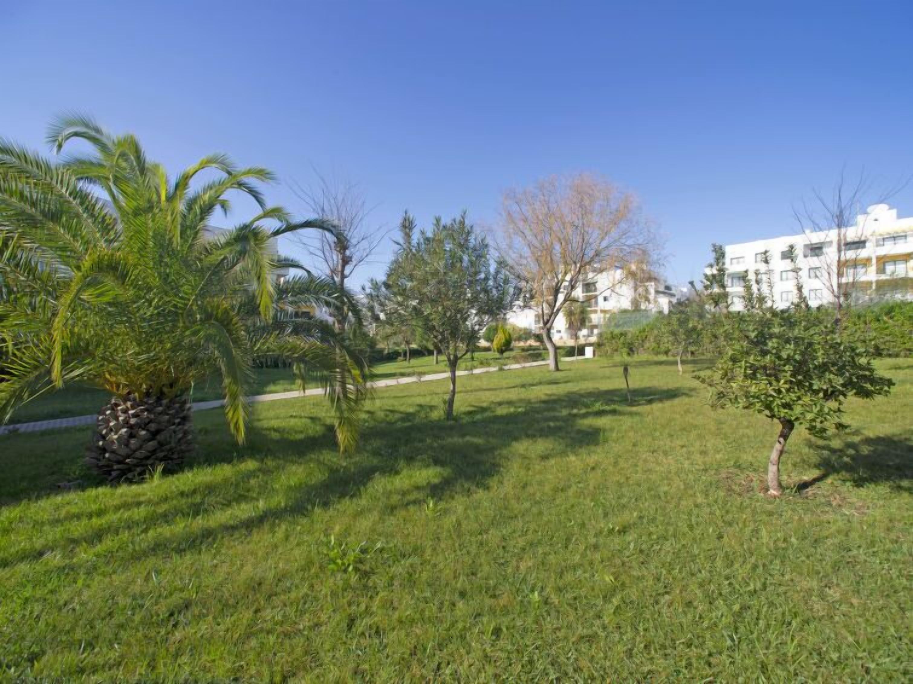 Un área con césped, palmeras y un árbol pequeño, un camino y un edificio al fondo.
