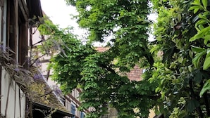 Un étroit sentier pavé, bordé de bâtiments traditionnels à colombages dont la végétation a envahi les murs.