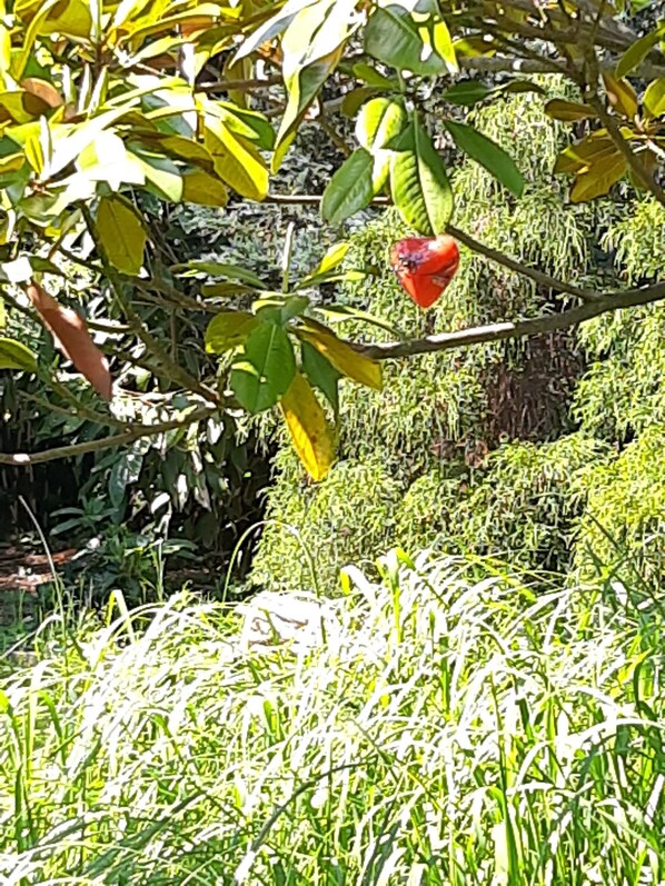 Un jardin luxuriant, avec différentes espèces de plantes et une fleur rouge sur une branche.