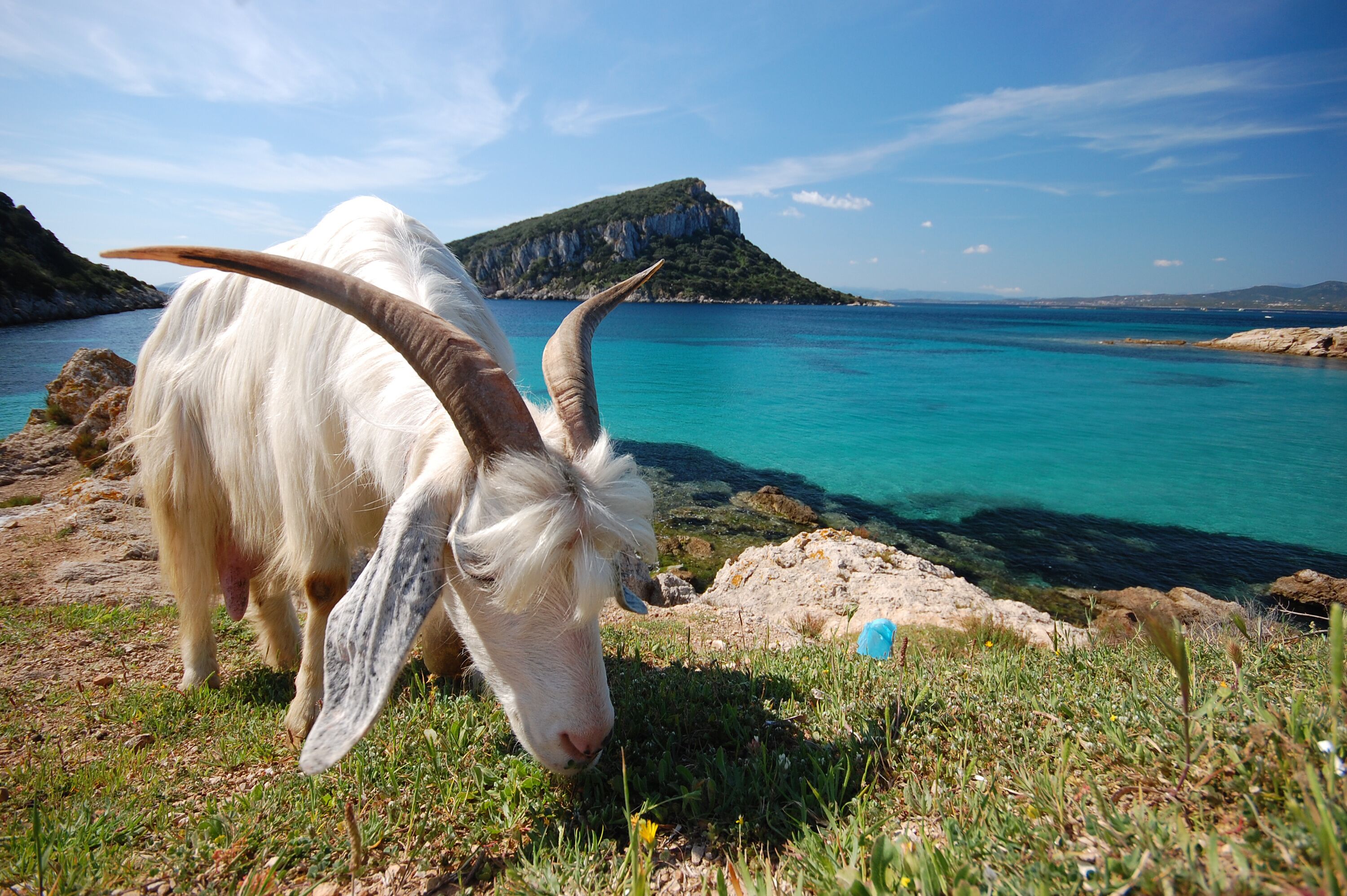 A white goat with large horns grazing by a rocky shoreline with clear turquoise water and a distant island.