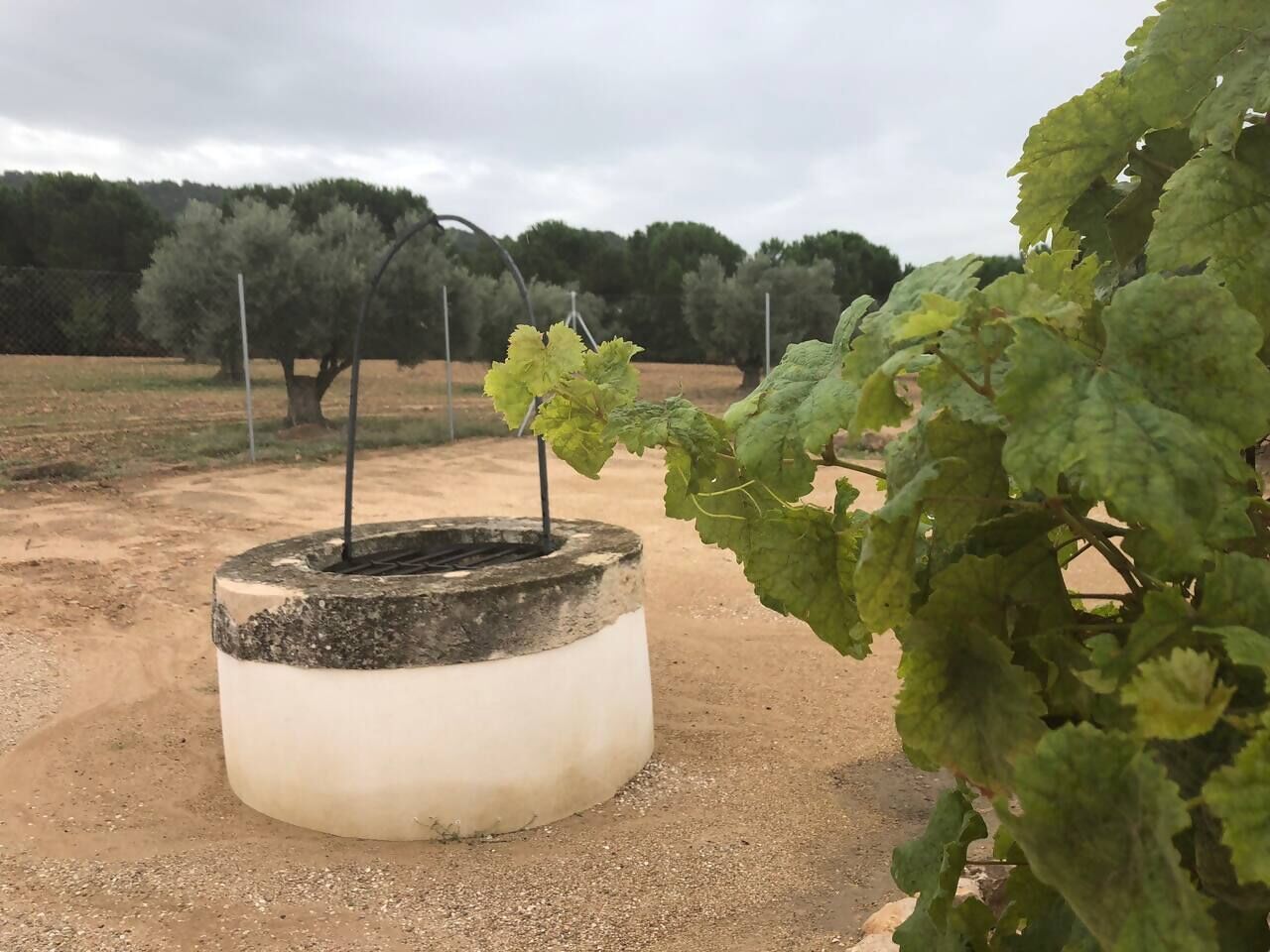 A concrete planter with a plant growing out of it, surrounded by a dirt ground and trees in the background.