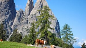 A mountainous landscape with a prominent rocky peak in the background, a grassy area with a fence, and a few grazing animals. - 5 minutes from the Alpe di Siusi cable car, family apartment and terrace. (Seis am Schlern)