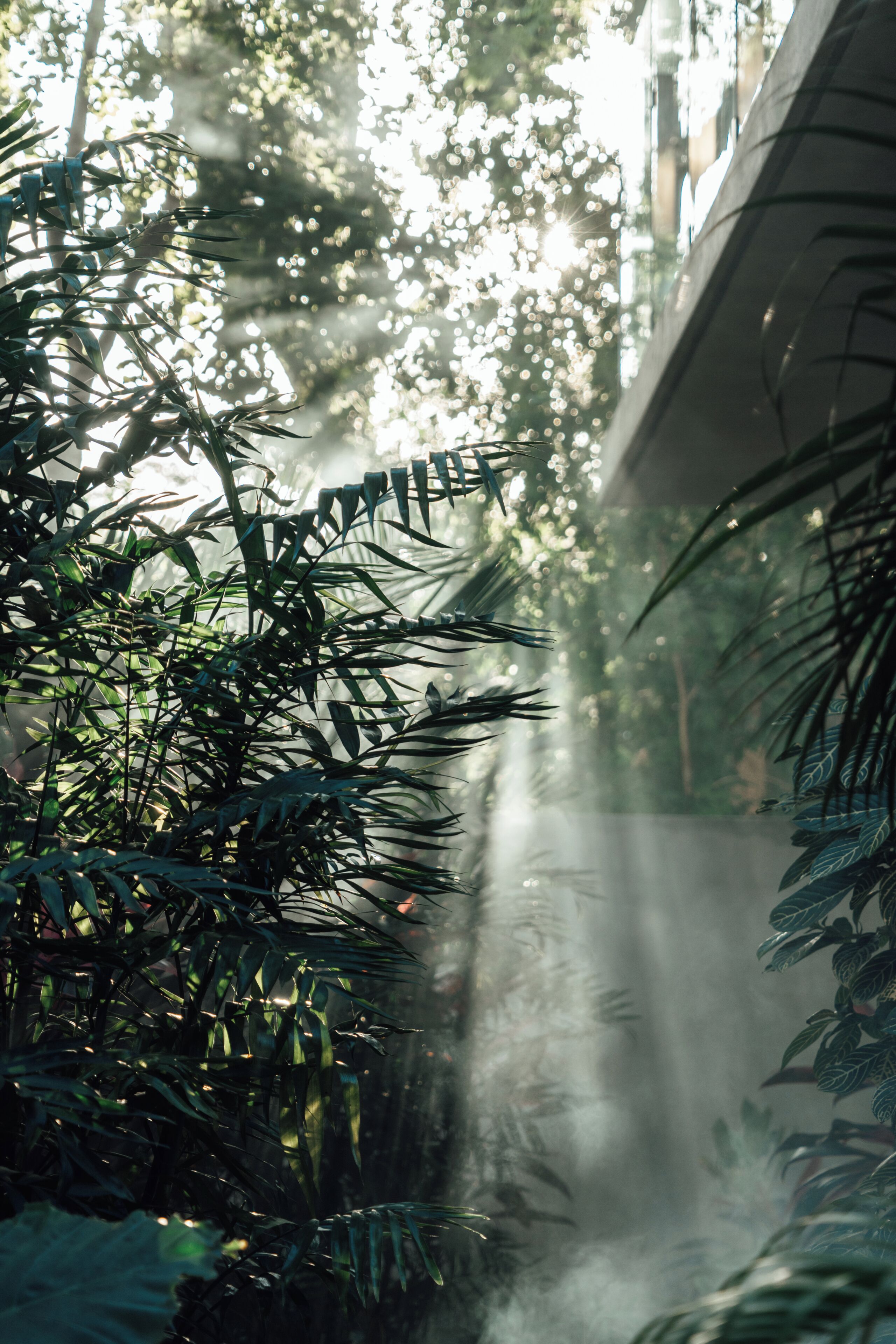 Un jardin intérieur luxuriant, avec un feuillage dense et la lumière du soleil qui filtre à travers.