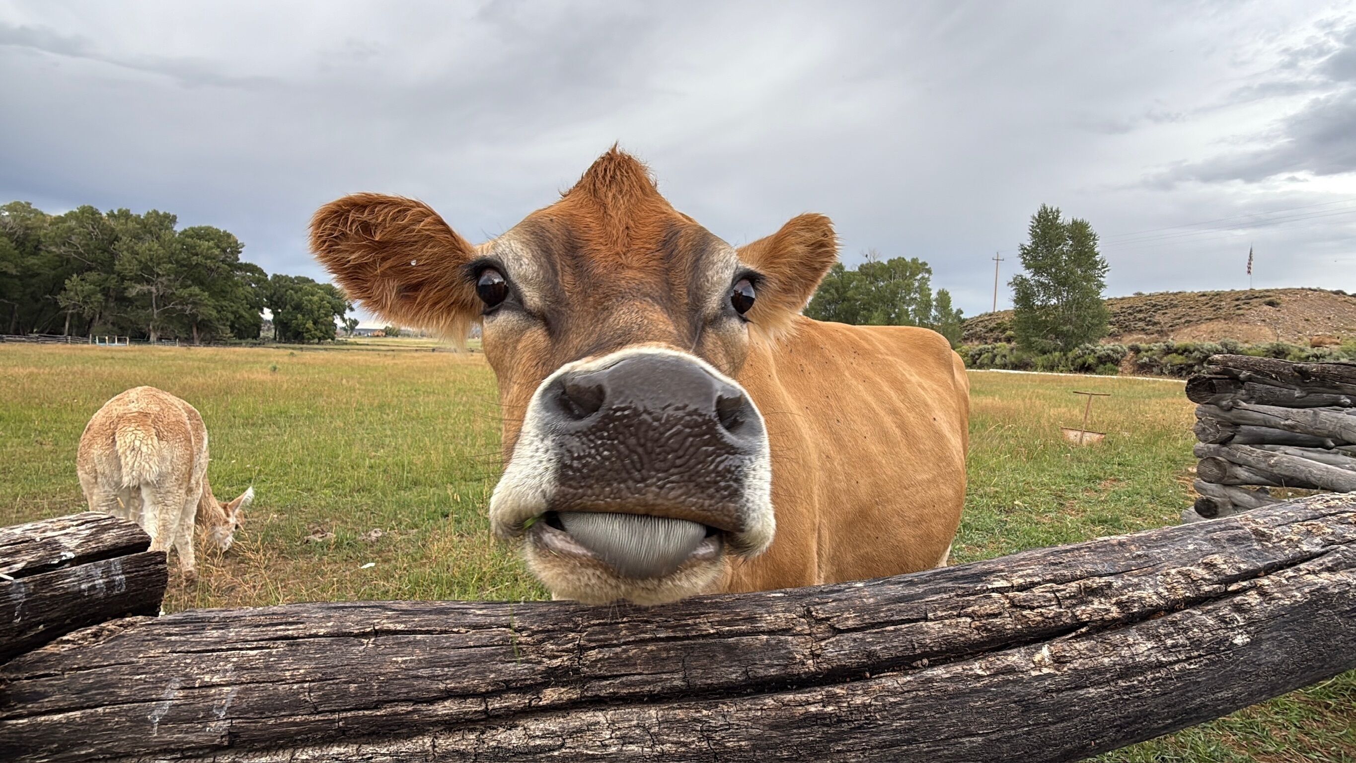 A cow in a grassy field with a wooden fence in the foreground.