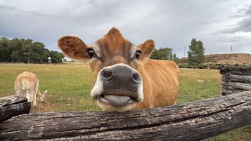 A cow in a grassy field with a wooden fence in the foreground.