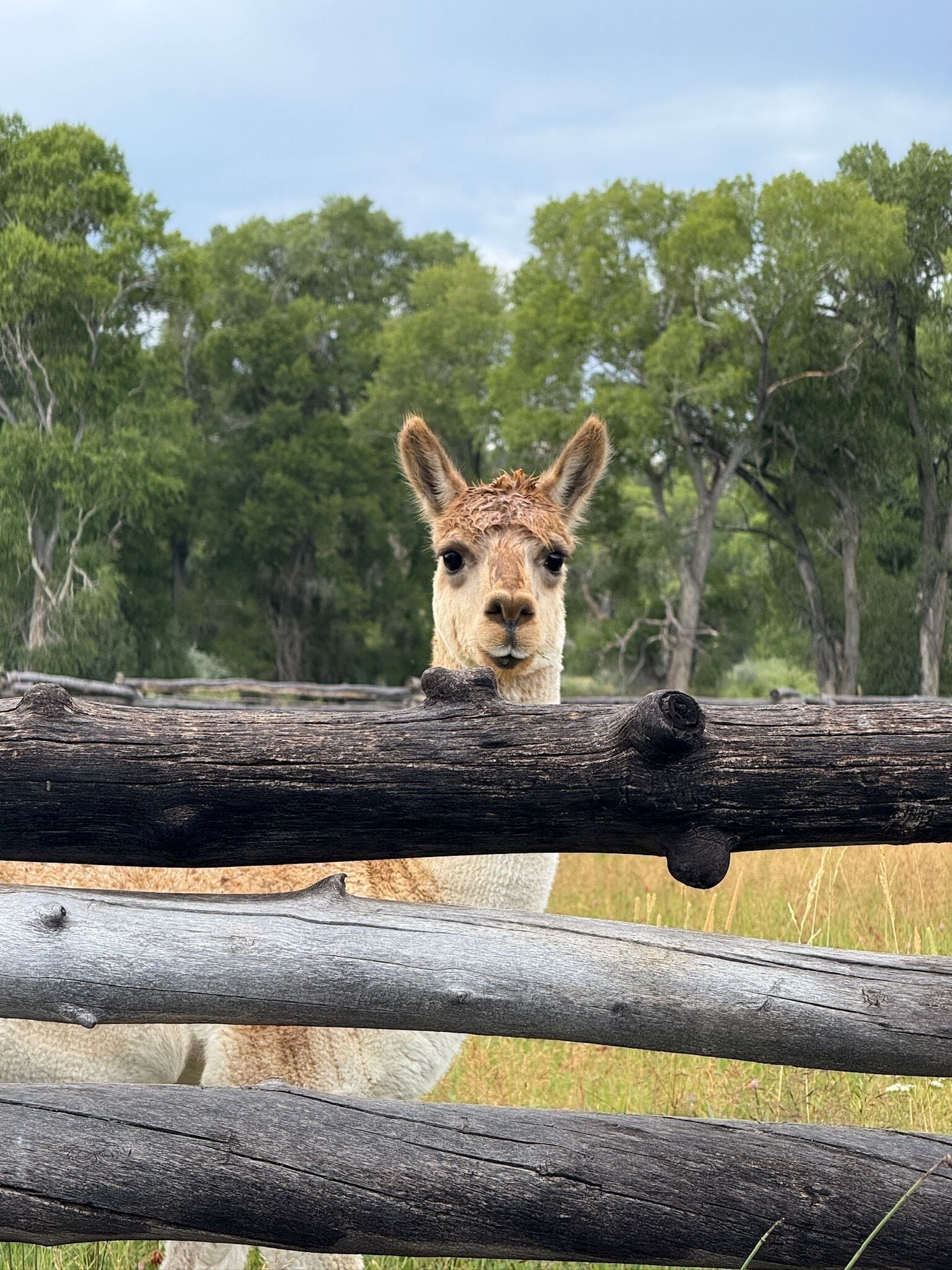 A llama behind a wooden fence with trees in the background.