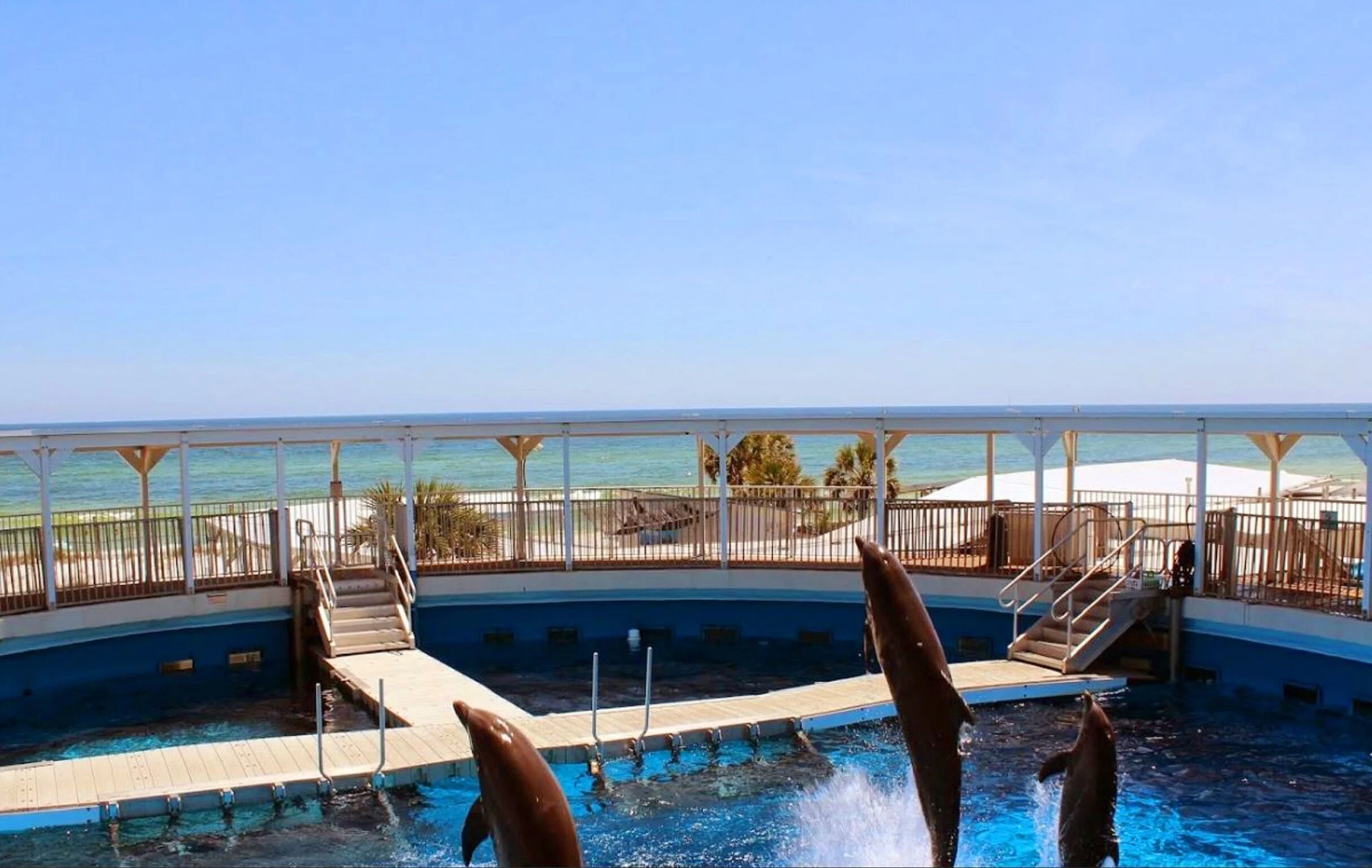 A pool area with dolphins performing tricks, a clear view of the ocean, and a covered deck with seating.