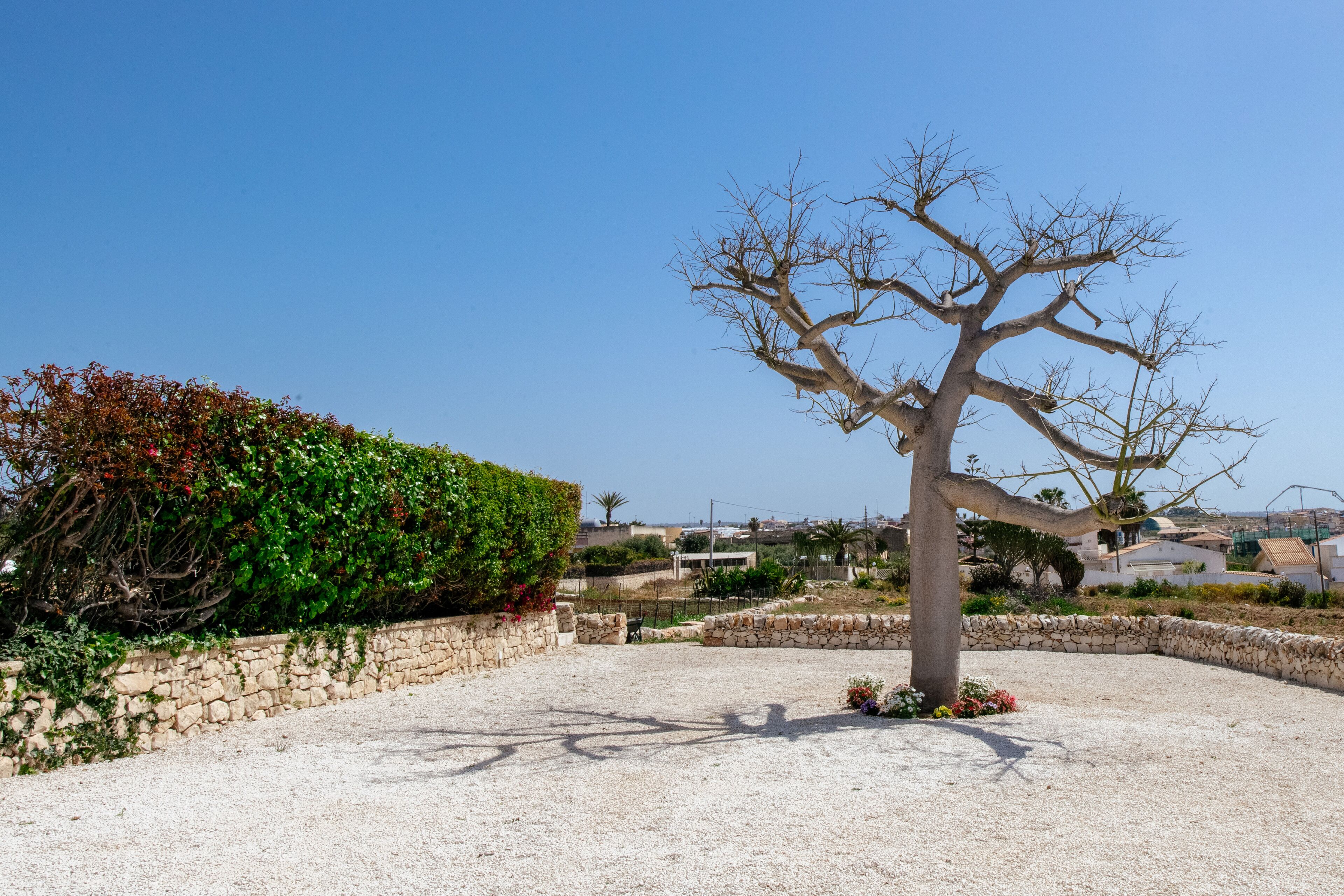 A tree in a landscaped area with a stone wall and gravel ground.