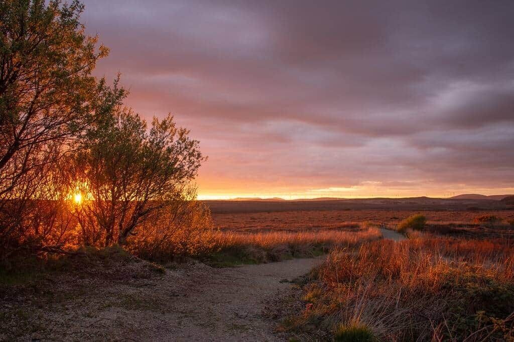 Een natuurlandschap met een onverharde pad dat door een veld gras en struiken loopt, met een boom aan de linkerkant en een zonsondergang op de achtergrond.