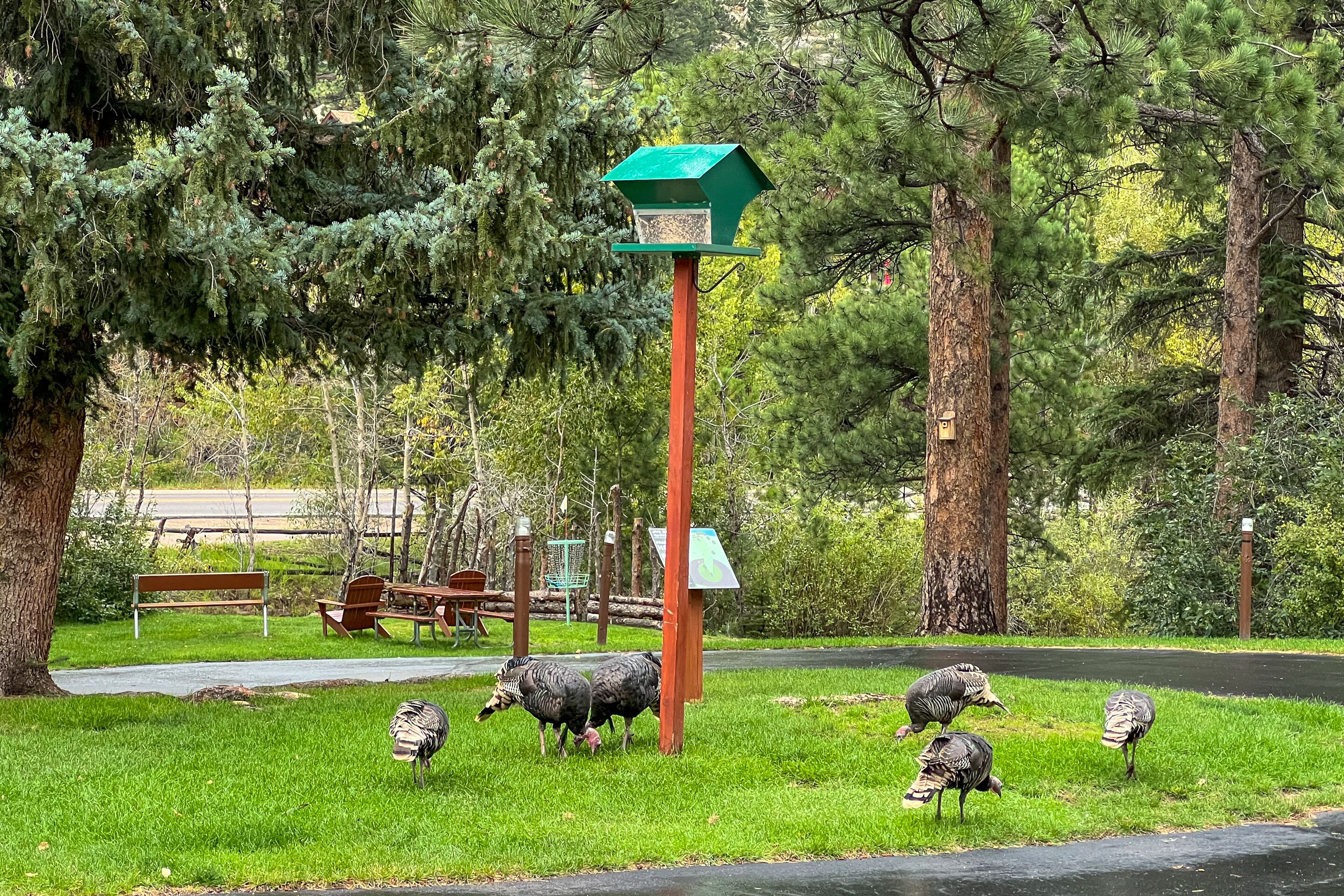 Un parco con una casetta per uccelli verde su un palo, panchine e un tavolo da picnic.