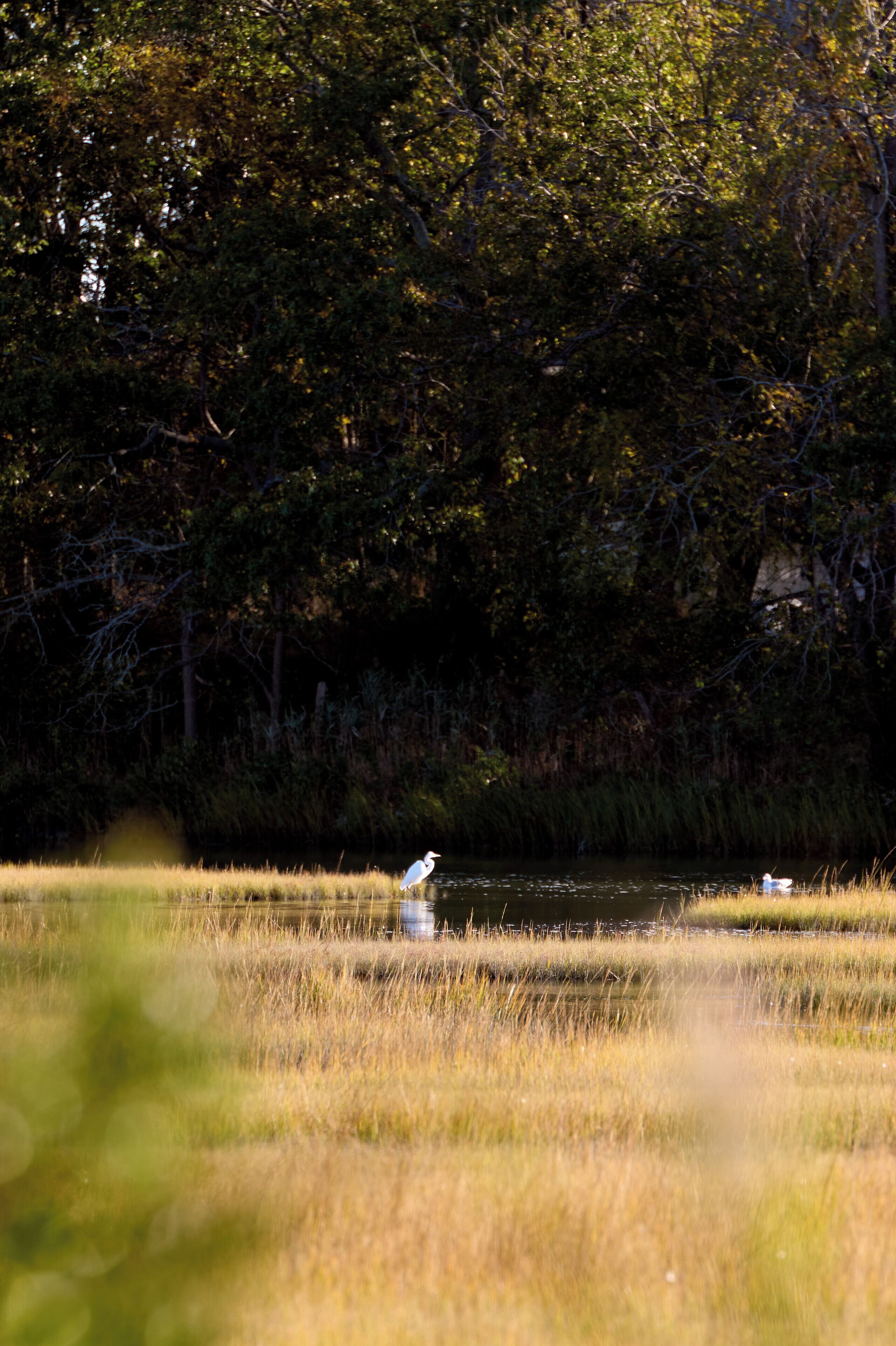 A natural landscape with a body of water, grassy areas, and dense trees in the background.