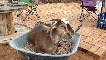 A goat sitting in a wheelbarrow filled with gravel, surrounded by outdoor furniture and a wooden table.