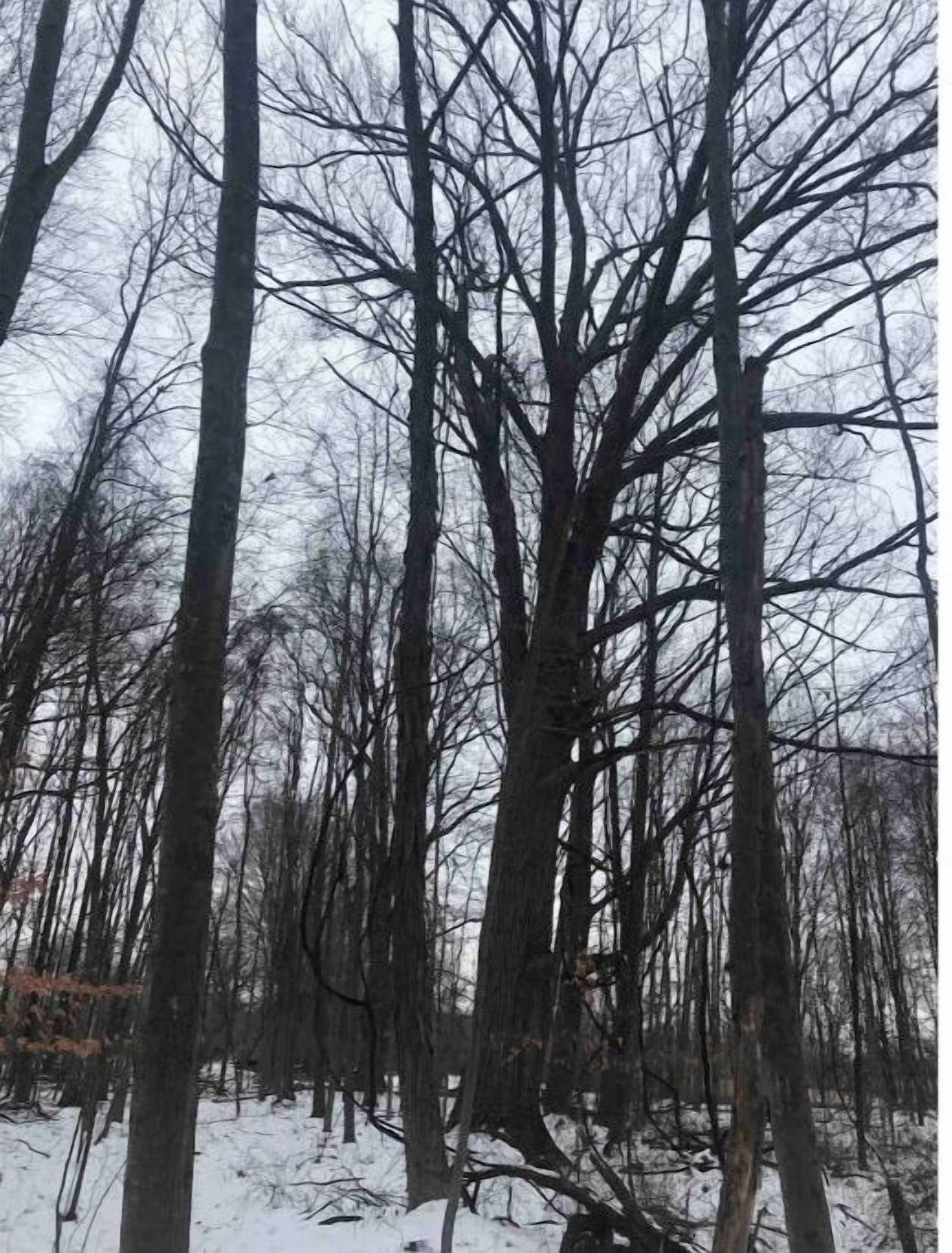 A forest with tall, leafless trees and a snowy ground.