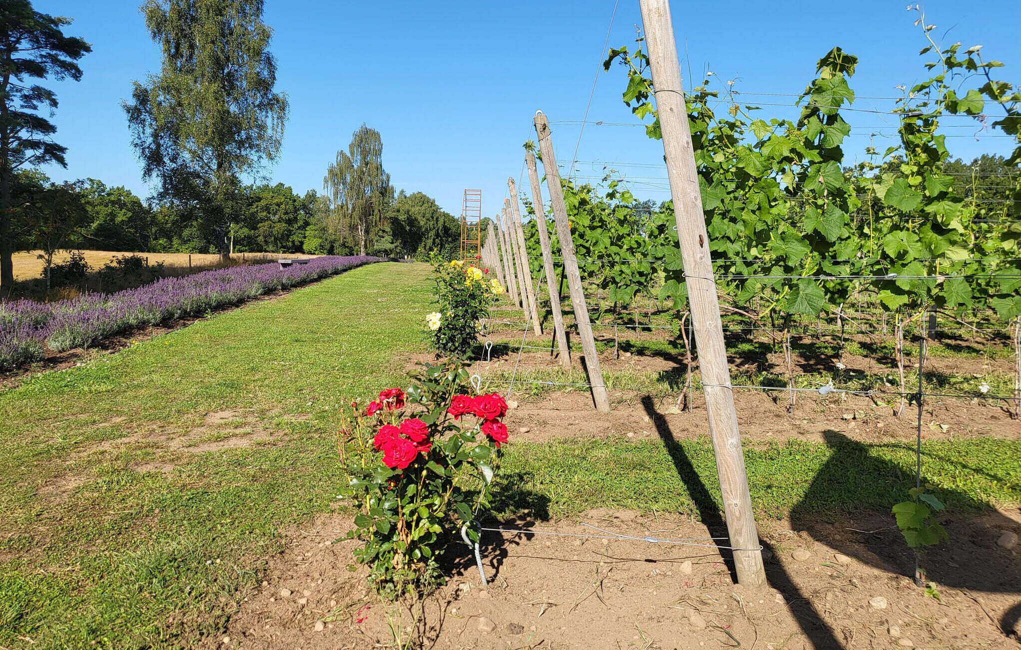 A vineyard with rows of grapevines supported by wooden stakes and wire.