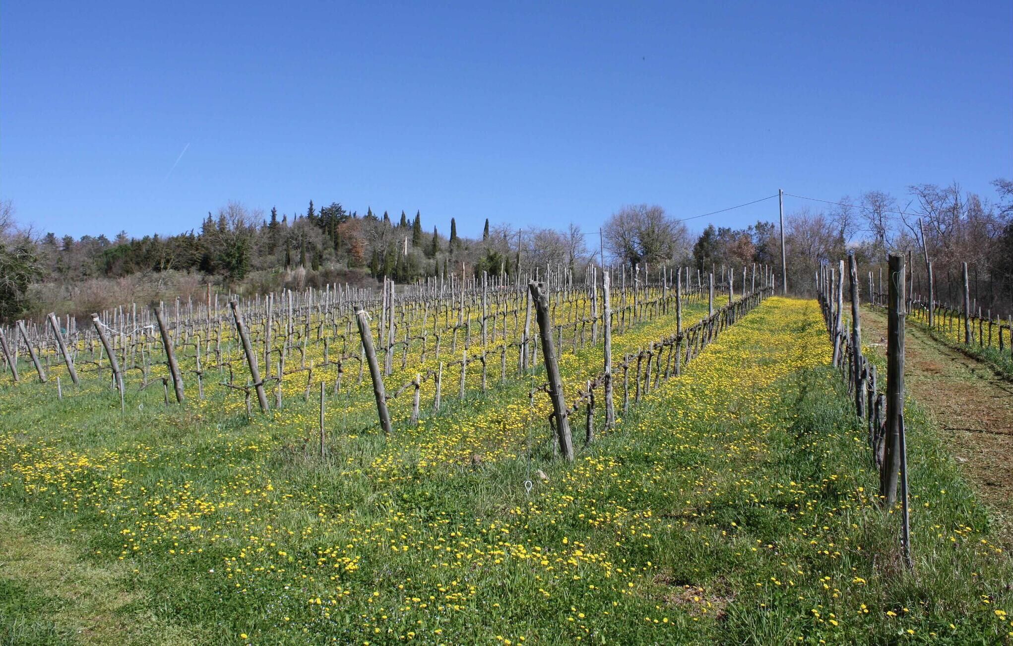 Viñedo con hileras de vides y flores amarillas en primer plano.