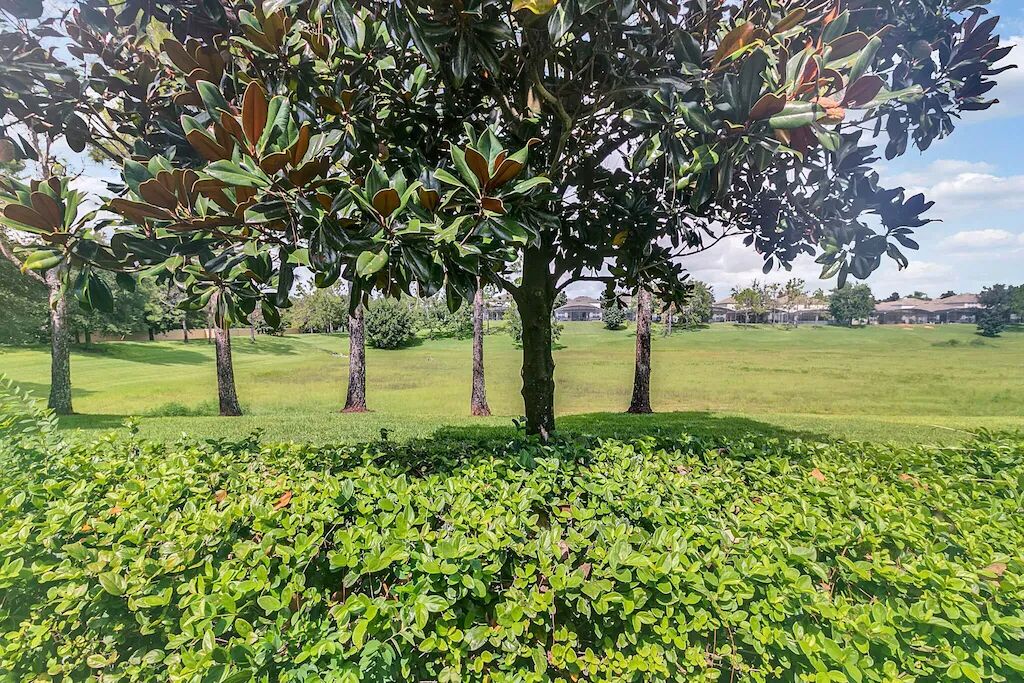Ein gepflegter Rasen mit einem großen Baum und ordentlich geschnittenen Büschen.