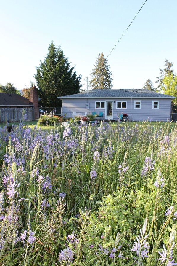 A house with a front yard filled with purple flowers, a wooden fence, and a large tree in the background.