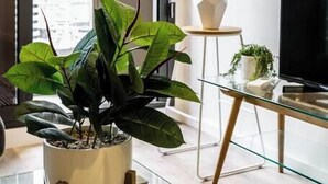 A modern living room with a large window, a potted plant, a glass coffee table, and a flat-screen TV.