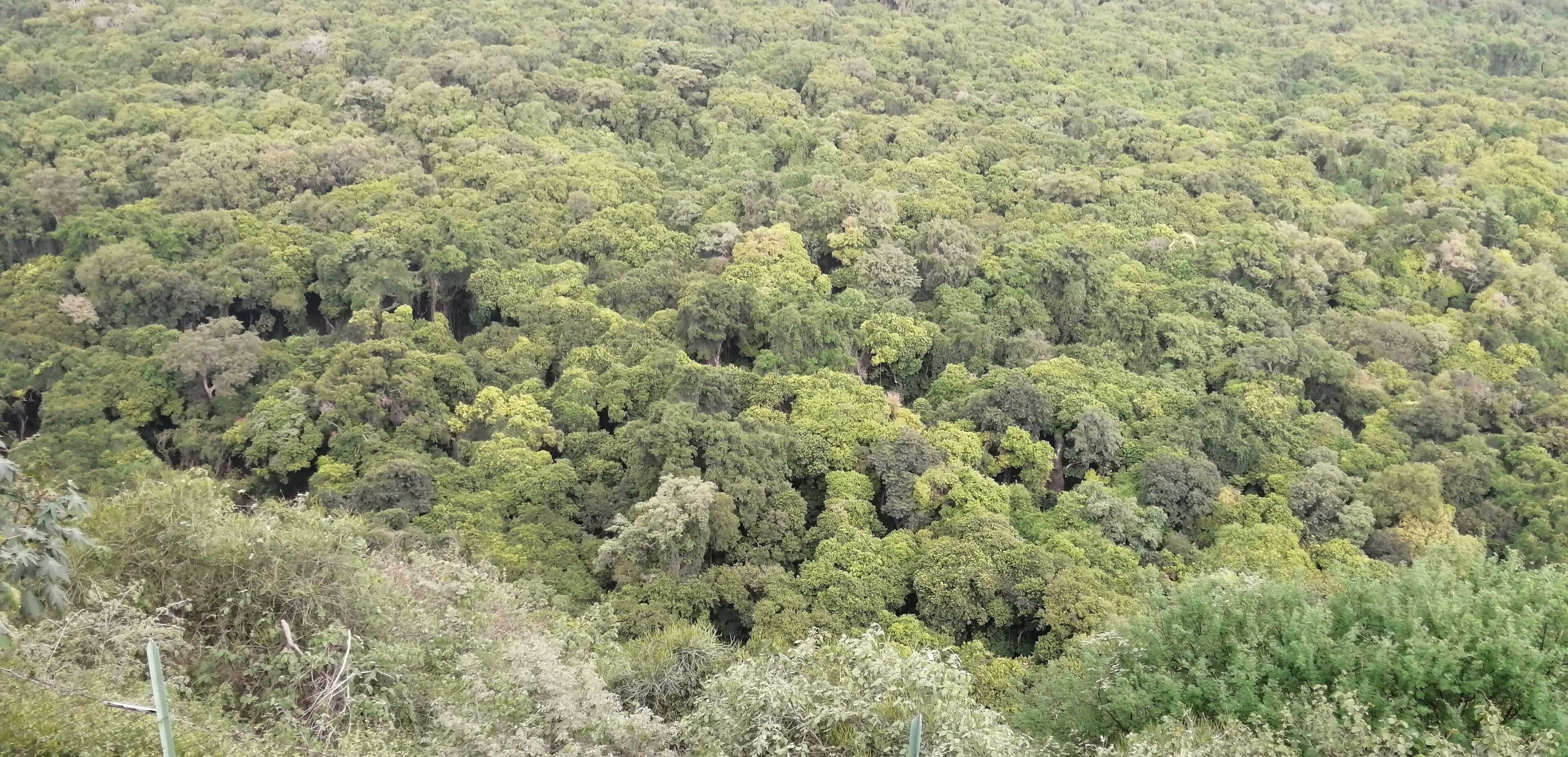 A dense forest with a variety of trees.