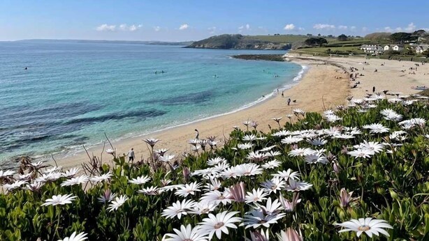 Une plage aux eaux turquoise et limpides, un rivage sablonneux et des fleurs blanches au premier plan.