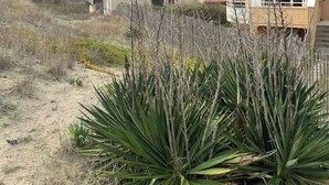 Una propiedad costera con dos casas, una de techo rojo y otra con fachada amarilla.