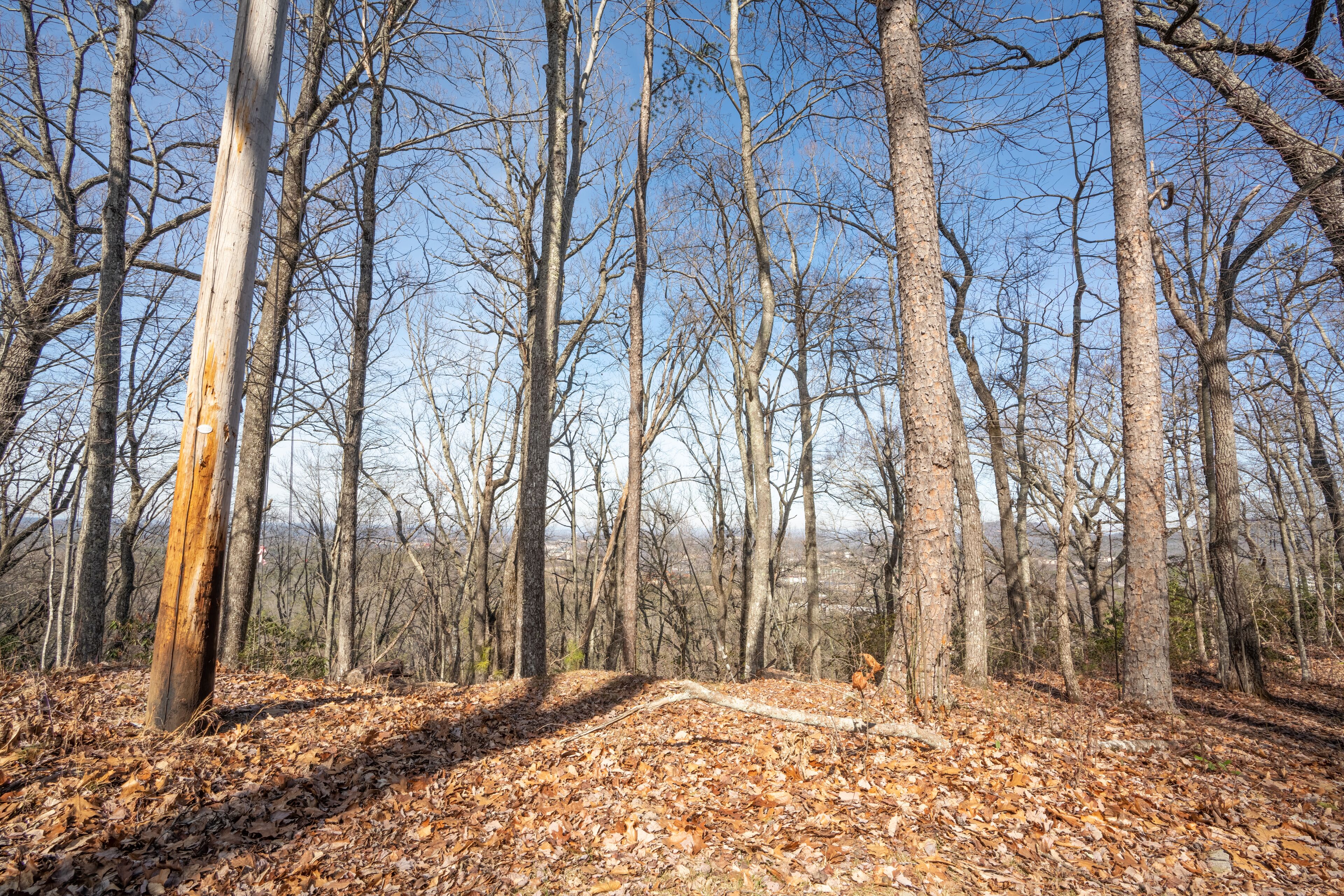 A forest with tall trees and a leaf-covered ground.