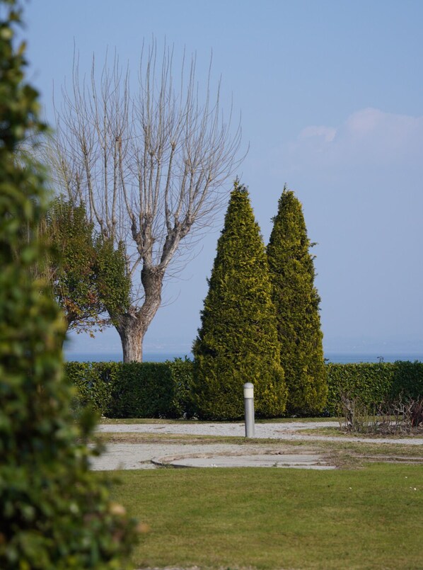 A landscaped area with a large tree, a tall coniferous tree, and a hedge.