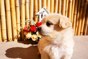 Um cãozinho de cor clara sentado em frente a uma cerca de bambu com uma casa decorativa e flores.