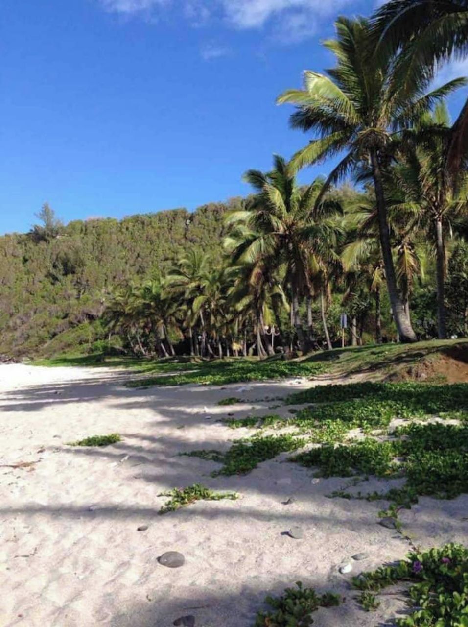 Une plage de sable blanc, bordée de palmiers, avec une colline boisée en arrière-plan.