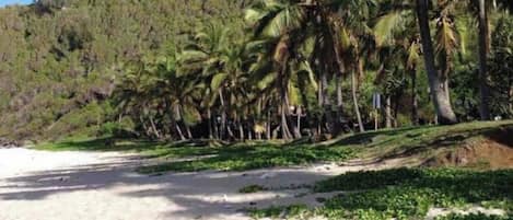 Una spiaggia con sabbia bianca, palme e una collina ricoperta di vegetazione sullo sfondo.
