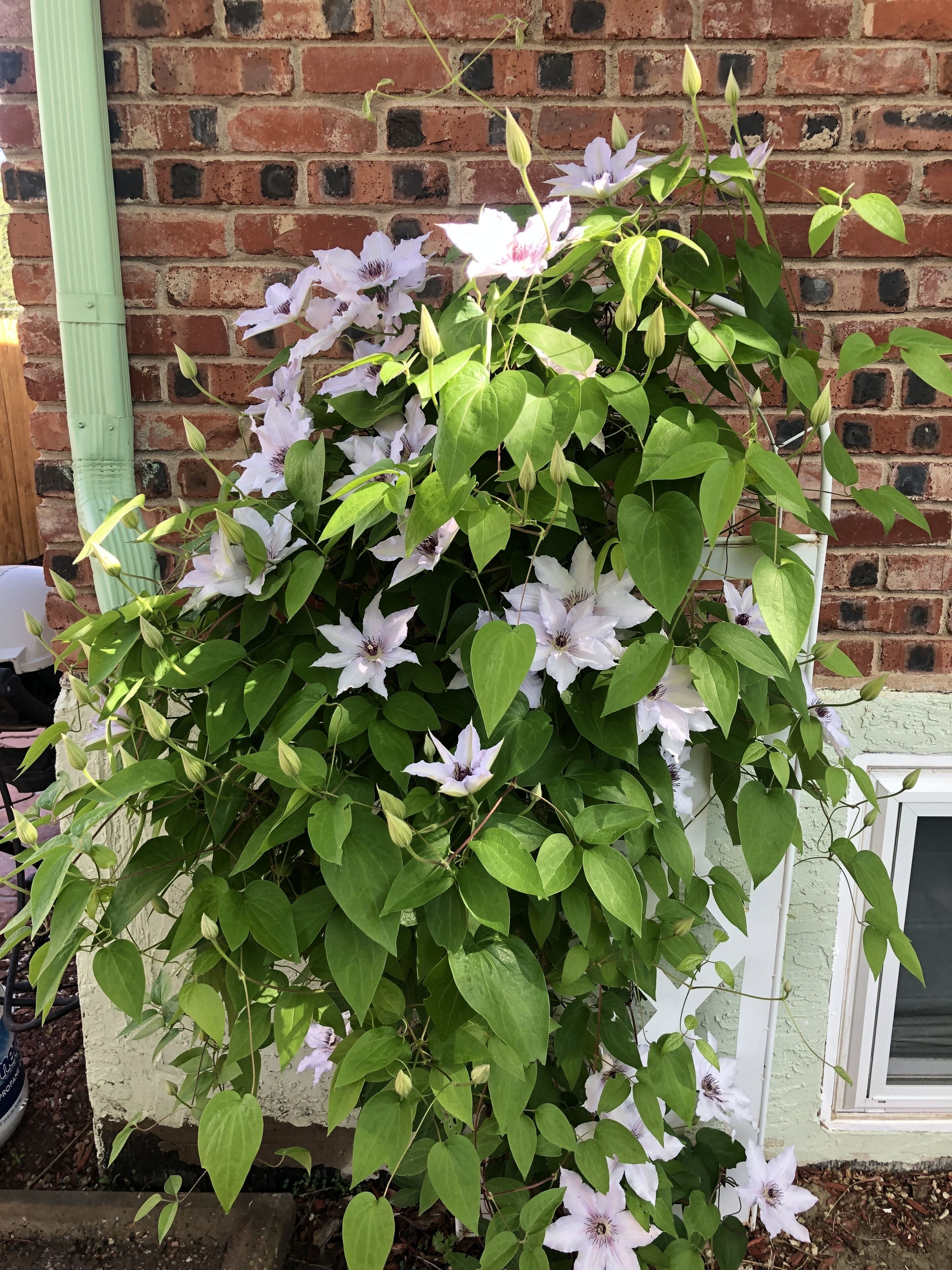 A lush green plant with white flowers against a brick wall.