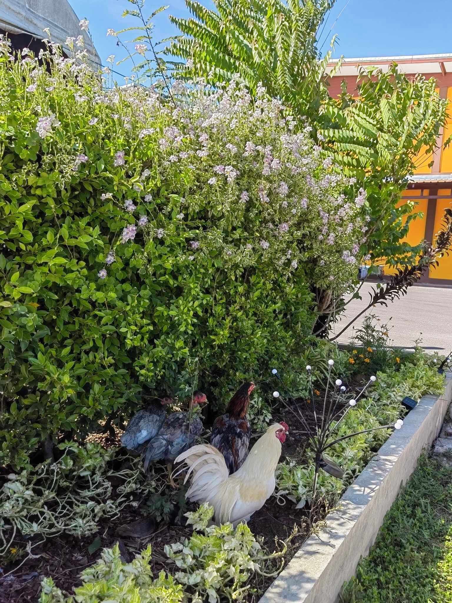 Un jardín con diversas plantas y un gallo.