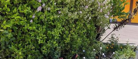 Un jardín con diversas plantas y un gallo.