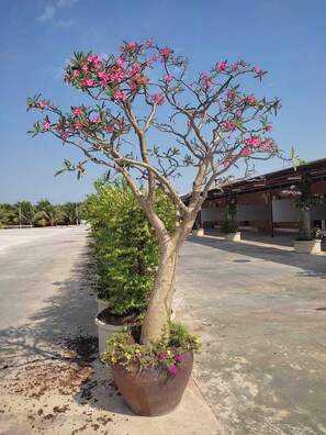 Front of property - PUENG LUANG RESORT.  (Bang Phae)