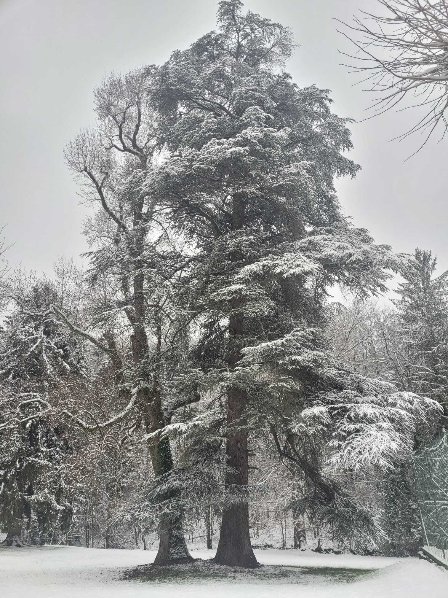 Un gran árbol de hoja perenne con ramas cubiertas de nieve en un paisaje nevado.