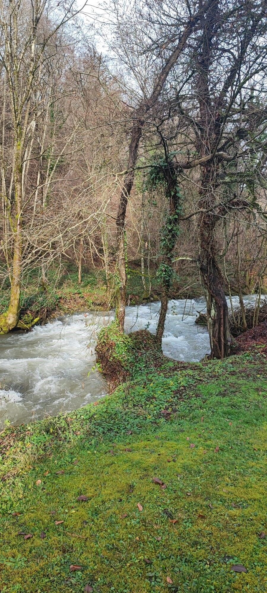 Une rivière qui traverse une zone boisée, bordée d’arbres et d’une rive herbeuse.