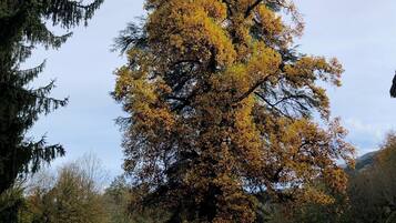 Ein großer Baum mit gelben Blättern in einem Park.