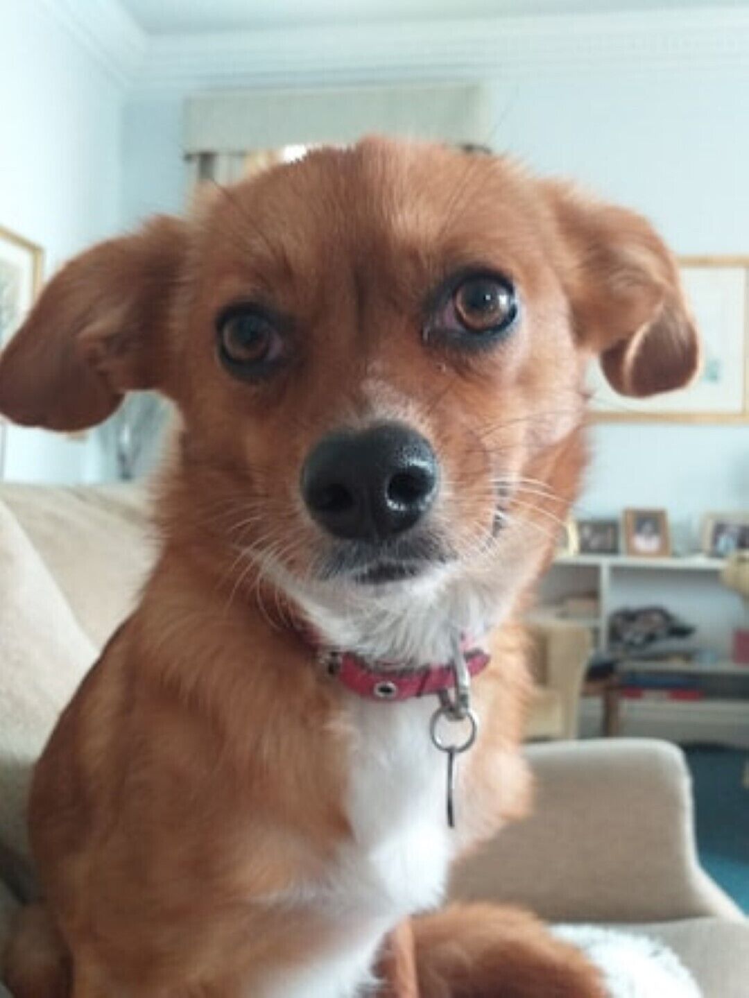 En hund med rødt halsbånd sidder på en beige sofa i et rum med en hvid væg og en reol med forskellige ting.