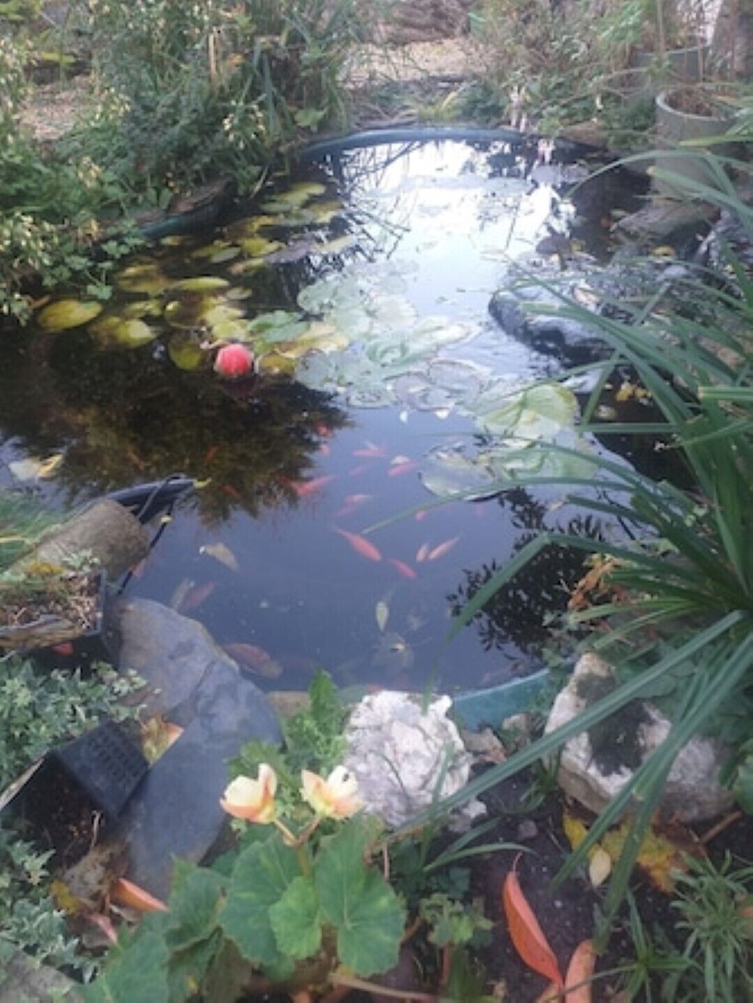 A pond with fish, surrounded by rocks and plants.