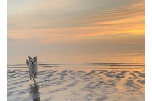 A dog running on a beach at sunset. - The Mermaid Inn Beach Cottage, Seabrook, NASA, Kemah, pet friendly! (Seabrook)